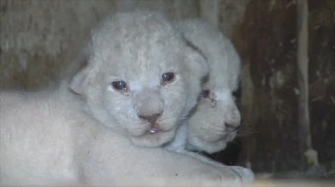 White lion cub 스톡 동영상 51639185