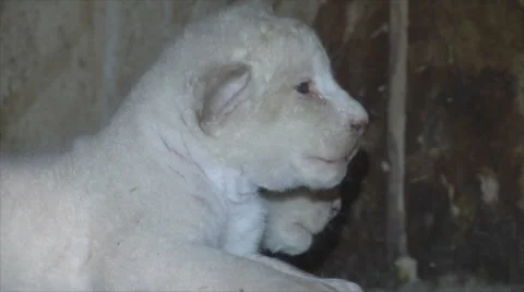 White lion cub Stock Footage 51639460