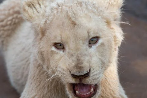 White lion cub Stock Photos