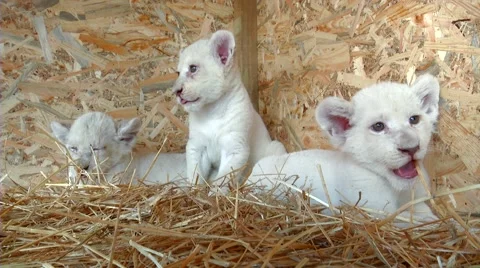 White lion cub predator 스톡 동영상 66313311