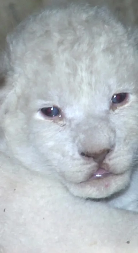 White lion cub in the wild Stock Footage 249982402
