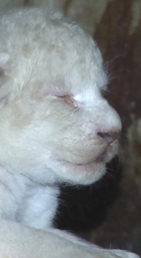 White lion cub in the wild Stock Footage 249982425