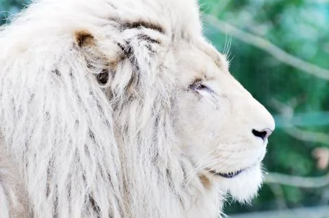 White lion face Stock Photos