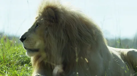 White Lion - face from side, medium shot. Africa albino predator uhd 4K cat Stock Footage 54812697