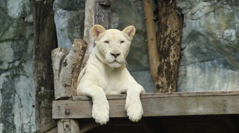 White lion. Stock Footage 36300756