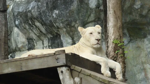 White lion. Stock Footage 36303473