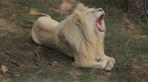 White lion Video stock 53869797