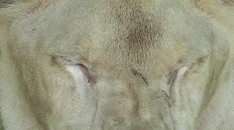 White Lion. Stock-Footage 55270020