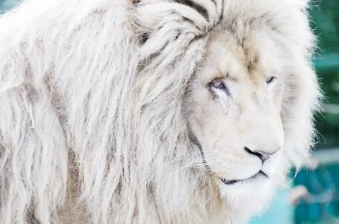 White lion head Stock Photos