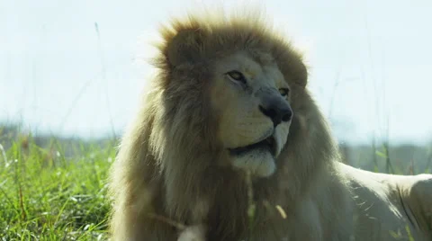 White Lion - lying down looking around, medium shot. Africa 4K uhd ultrahd Stock Footage 54812692