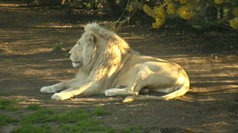 White lion lying on the grass Video stock 523160