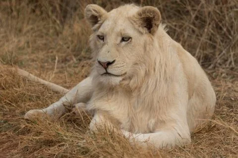 White lion lying on the grass Stock Photos