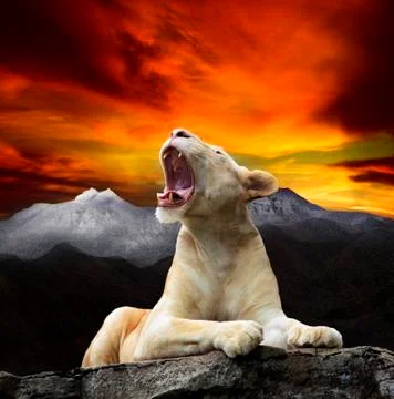 White lion lying on rock cliff with mountain behind and roar3 Stock Photos