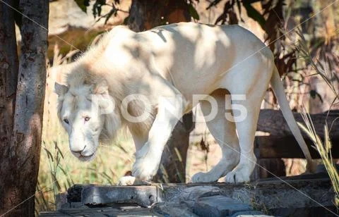 White lion / The male white lion standing safari animal - king of the Wild li Stock Photos