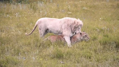 A white lion mating with a lioness. Mating games of lions. Stock Footage 173609924