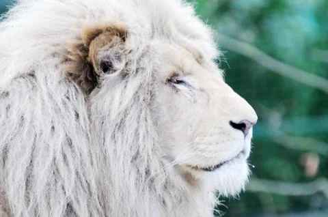 White lion Stock Photos
