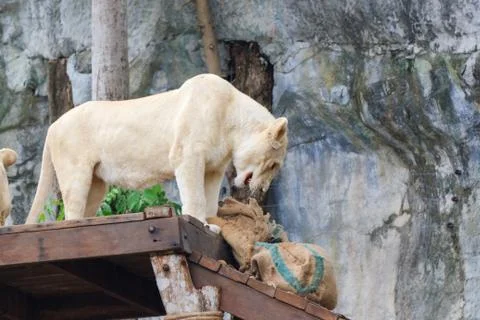 White lion Foto stock