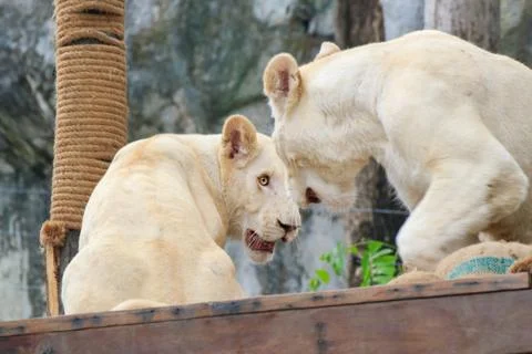 White lion Stock Photos