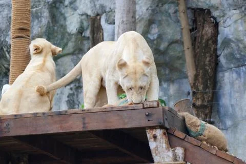 White lion Stock Photos