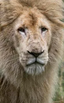 White lion Foto stock