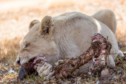 White lion Stock Photos
