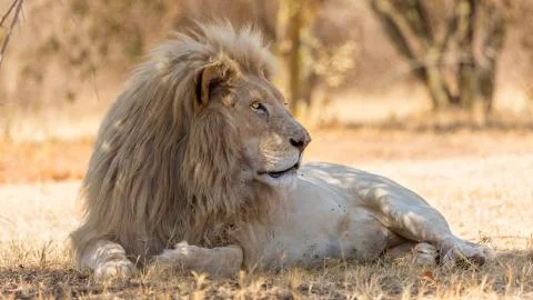 White lion 스톡 사진