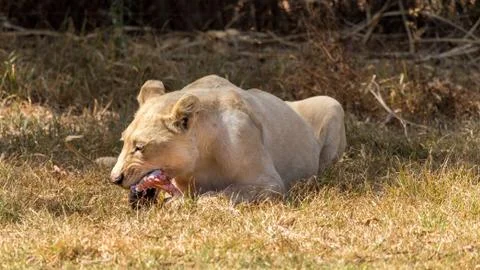 White lion Stock Photos