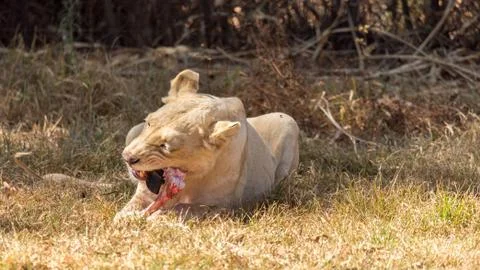 White lion Stock Photos