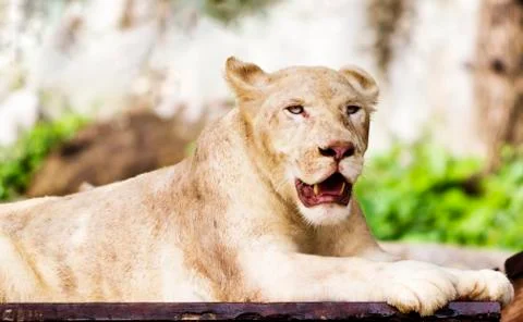 White lion Stock Photos