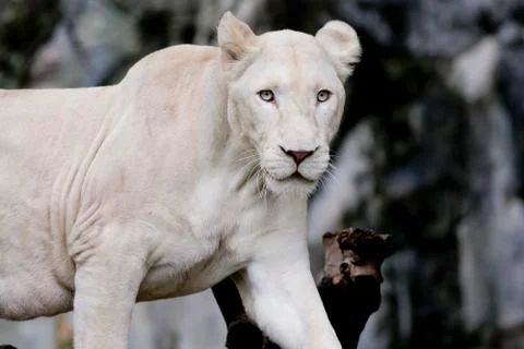 White lion Stock Photos