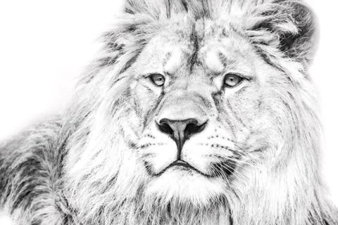 White lion Stock Photos