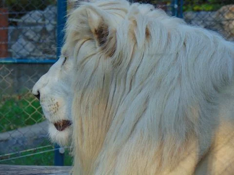 White lion 写真素材