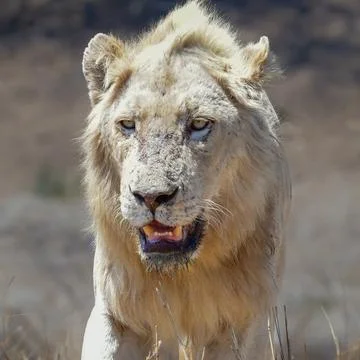 White Lion Stock Photos