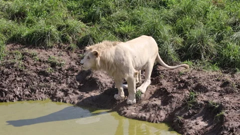 A white lion playing with a ball by the pond Stock-Footage 282850129