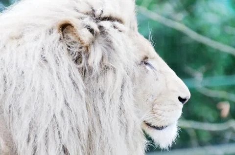 White lion profile Stock Photos