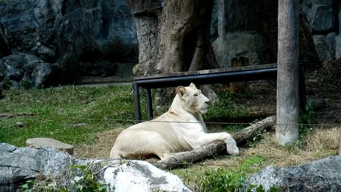 White lion relaxing. 스톡 동영상 99147795