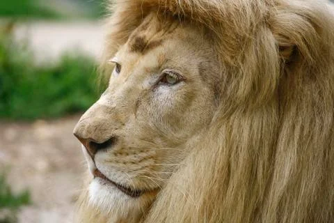 White lion resting Stock-Fotos