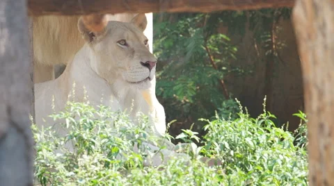 White lion resting.60 FPS. Stock Footage 49117184