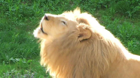 White Lion Roaring Stock Footage 134247