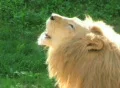 White Lion Roaring Footage
