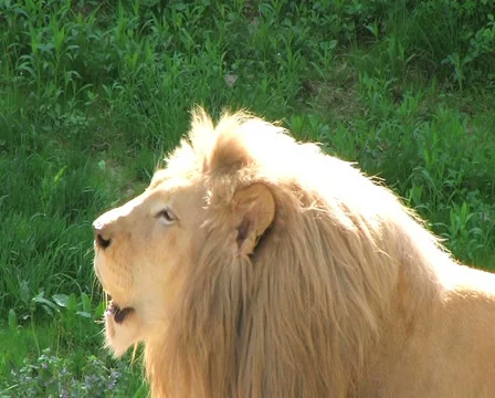 White Lion Roaring Stock Footage 2838930