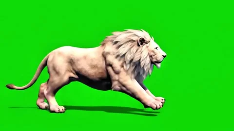 White lion running on green screen stock footage Stock Footage 307213025
