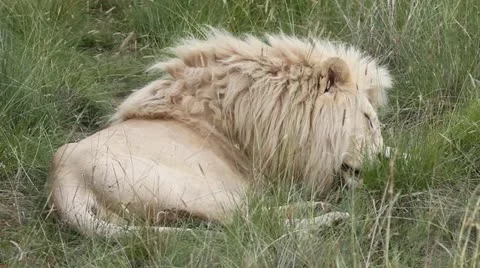 White lion sleeping Video stock 20230014