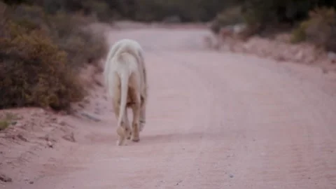 White Lion Walking Away Stock Footage
