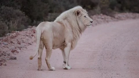 White lion in the wild Stock Footage 132592288