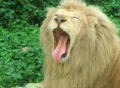 White Lion Yawning SD Footage