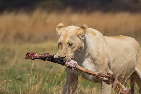 White lioness carrying a bone 스톡 사진