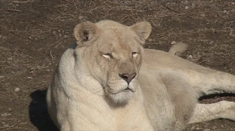 White lioness Video stock 51639221