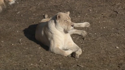 White lioness Video stock 51639357