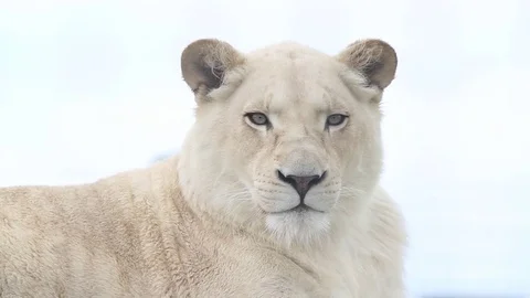 White lioness looking around Video stock 74836770